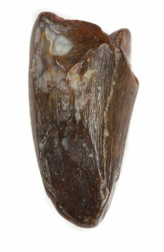 Plesiosaur Tooth - North Sulfur River, Texas #42478